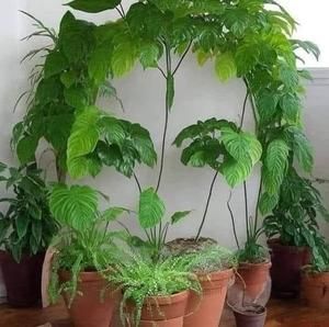 Meet your Posher, Pat